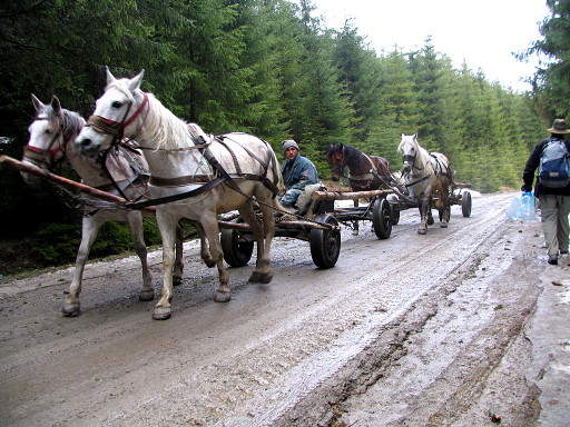 Horse carts in Transylvania