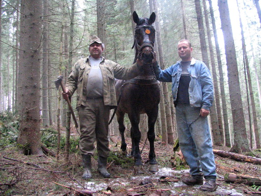 Transylvanian loggers