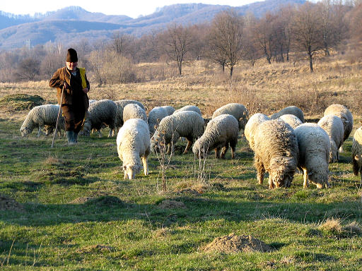 Transylvanian shepherd
