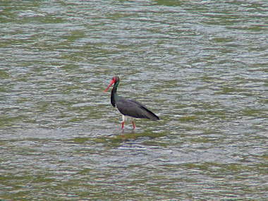 Black Stork in the Latorysta River