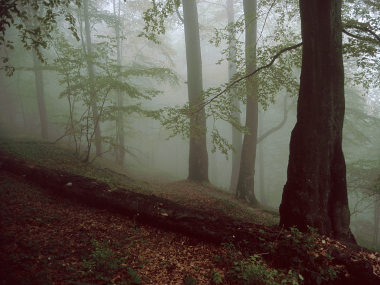 Carpathian forest