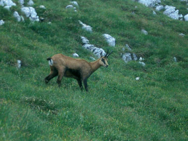 Carpathian chamois