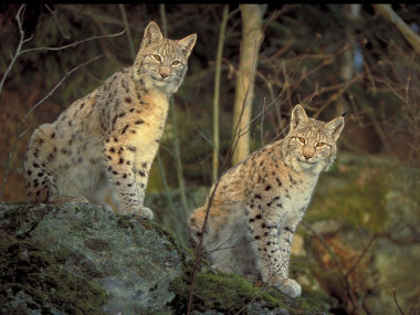 Eurasian lynx