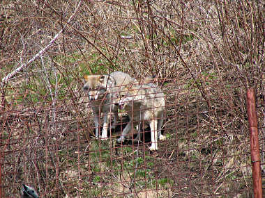 Eurasian Wolves