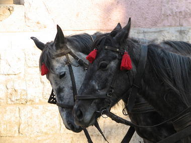 Transylvanian horses