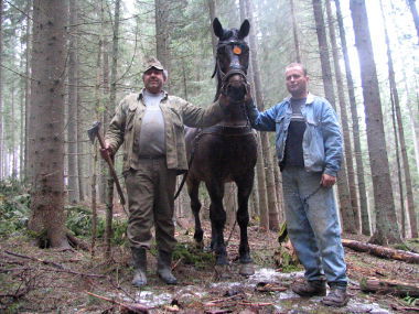 Loggers in Transylvania