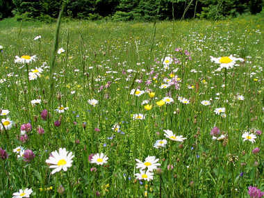 Polish fields