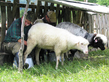 Polish shepherds