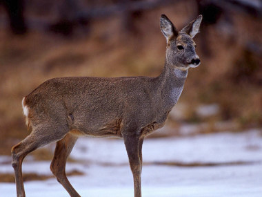 Roe deer in Transylvania