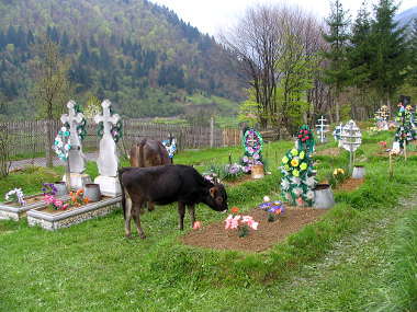 Cow in Transcarpathian cemetery