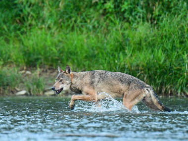 Wolf in Poland