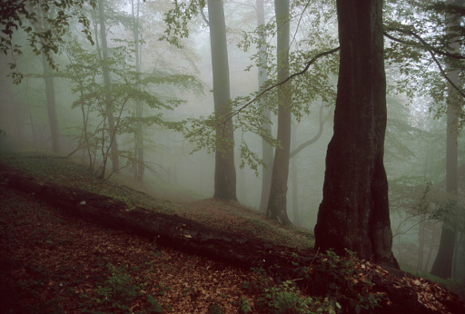 Carpathian forest