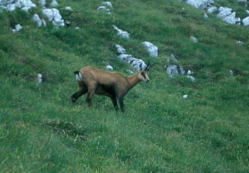 Chamois in the Carpathians