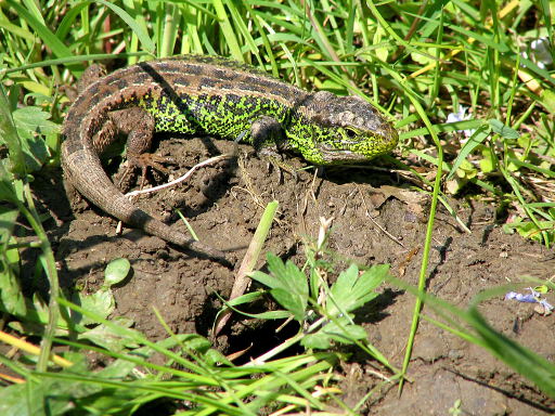 European Green Lizard