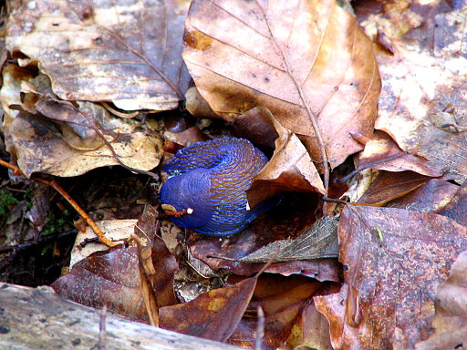 Forest keelback slug