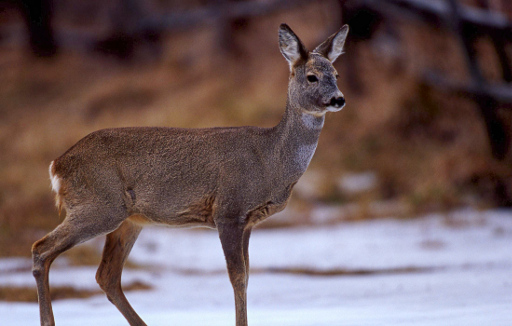 Roe deer in Transylvania